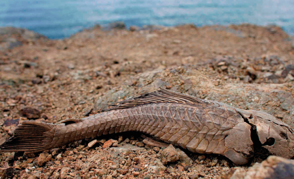 Consecuencias de la contaminaci�n del mar