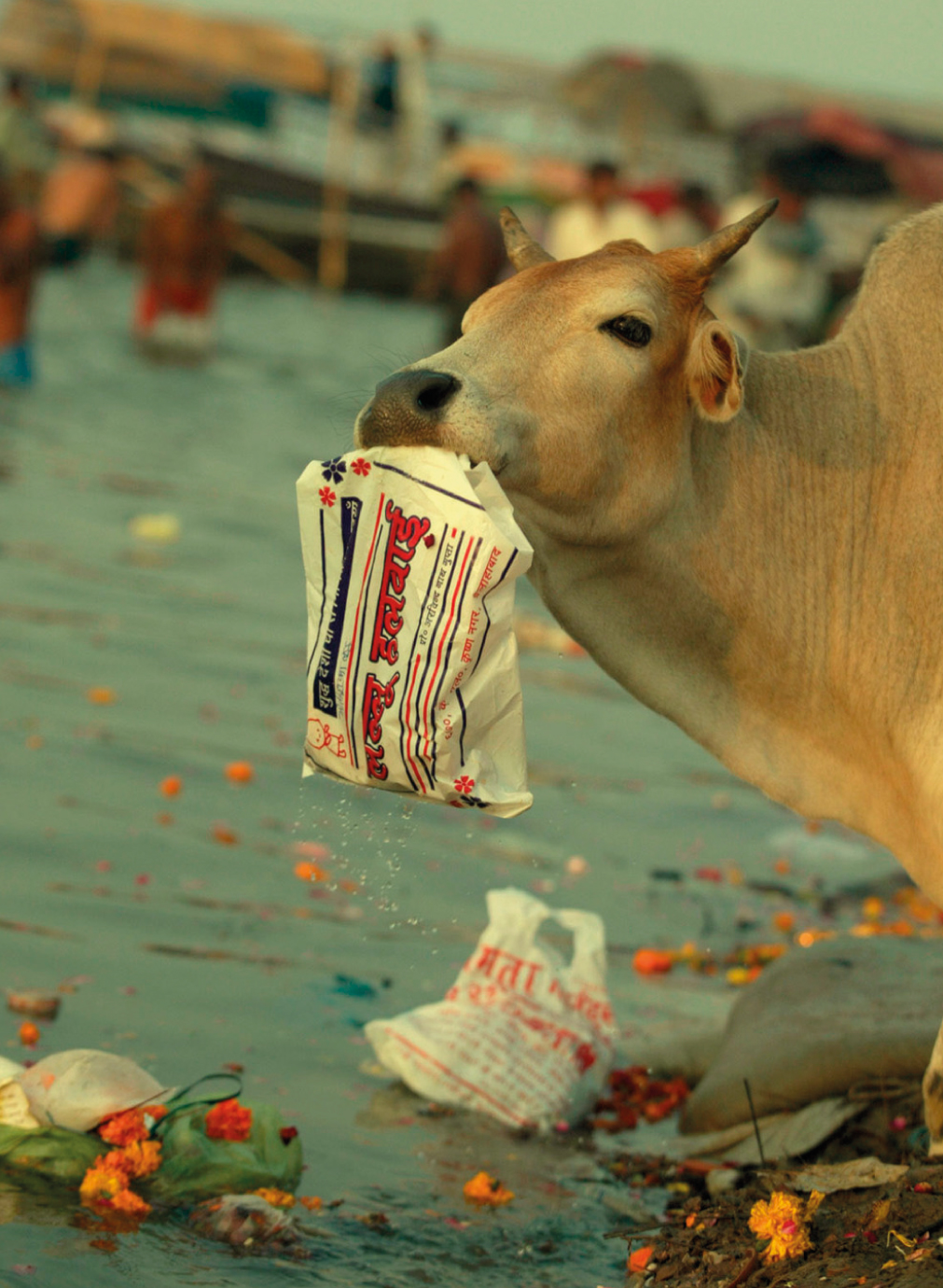 Consecuencias de la contaminaci�n del mar