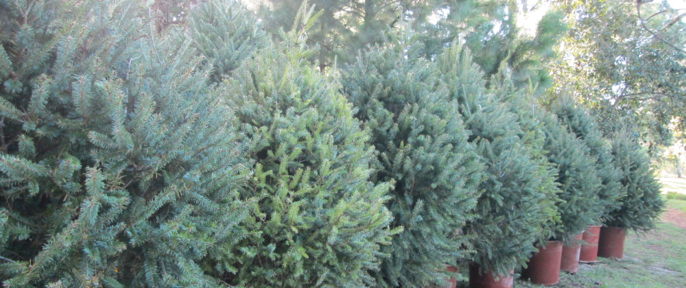 Decoraciones con luces navide�as