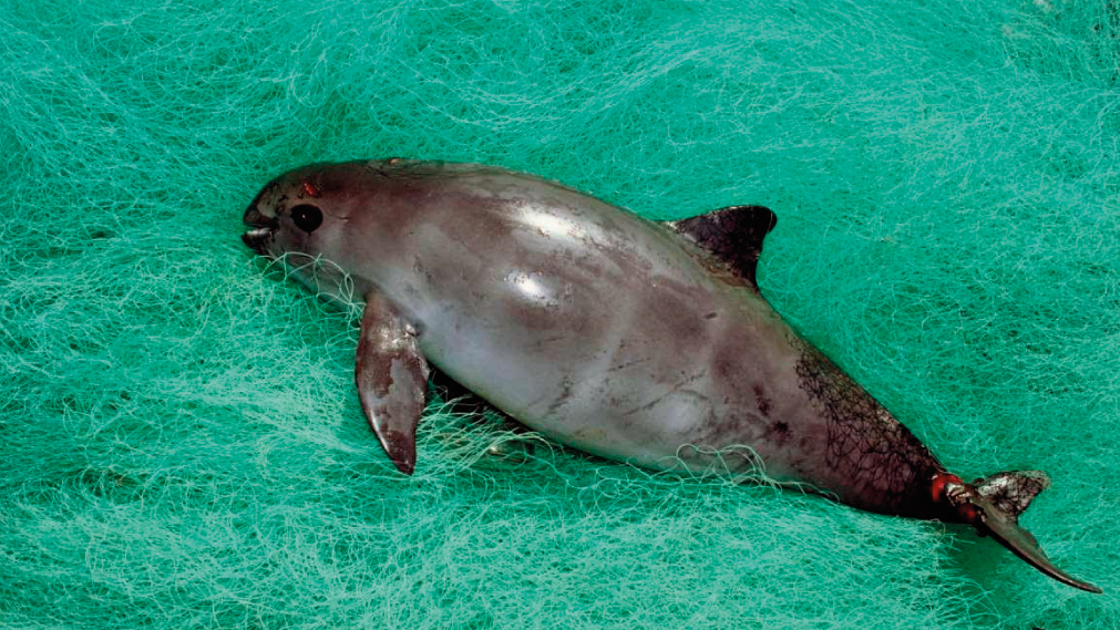 Vaquita marina muerta en redes de pesca
