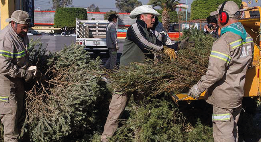 Recolecci�n de �rboles de navidad
